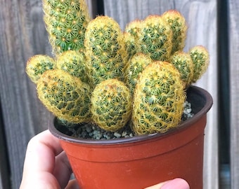 Ladyfinger Cactus | Succulent