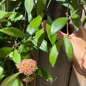 Hoya Bilobata RARE image 3