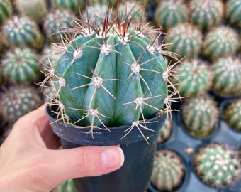 Melocactus Azureus Cactus | Turk's Cap Cactus - Etsy