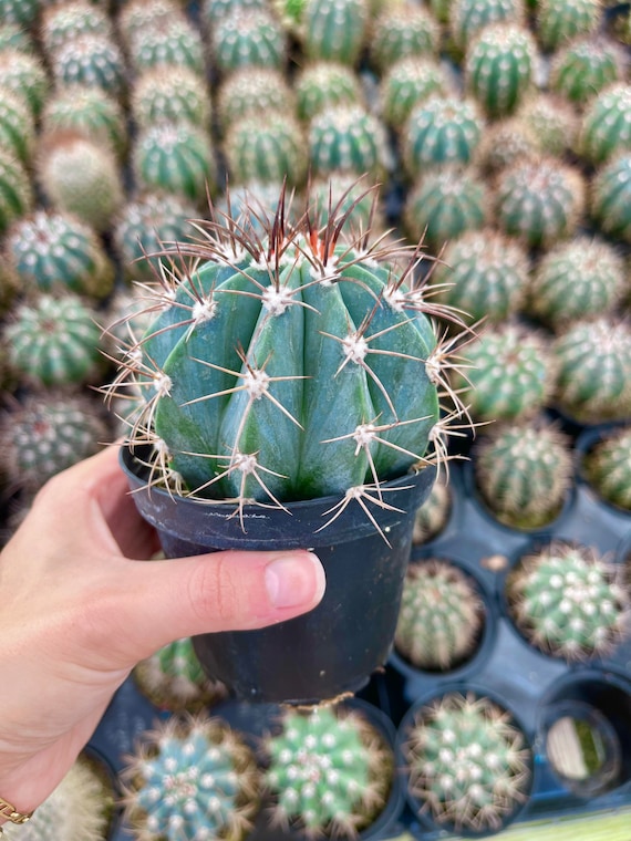 Melocactus Azureus Cactus | Turk's Cap Cactus - Etsy