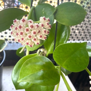 Hoya Pachyclada ‘Red Corona’ | Hoya Subquintuplinervis | VERY RARE