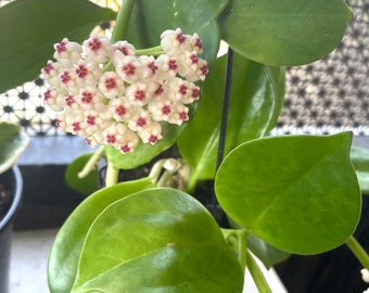 Hoya Pachyclada ‘Red Corona’ | Hoya Subquintuplinervis | VERY RARE