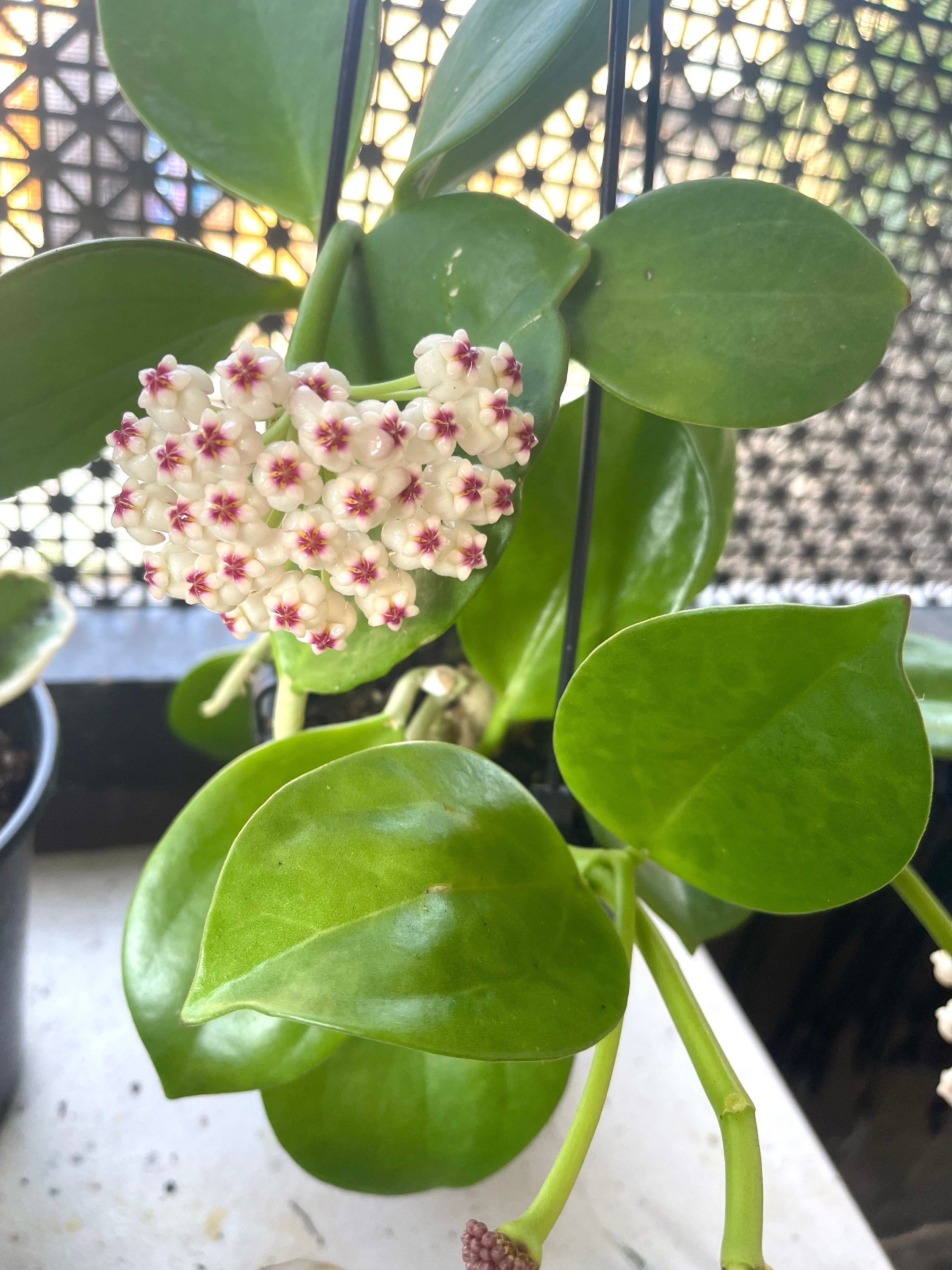 Hoya Pachyclada Snow Lotus - Etsy