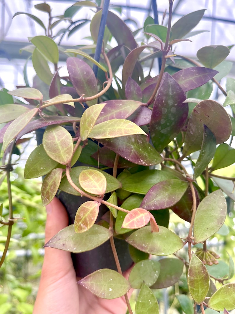 The Zen Succulent Hoya Sipitangensis - Thumbnail 4