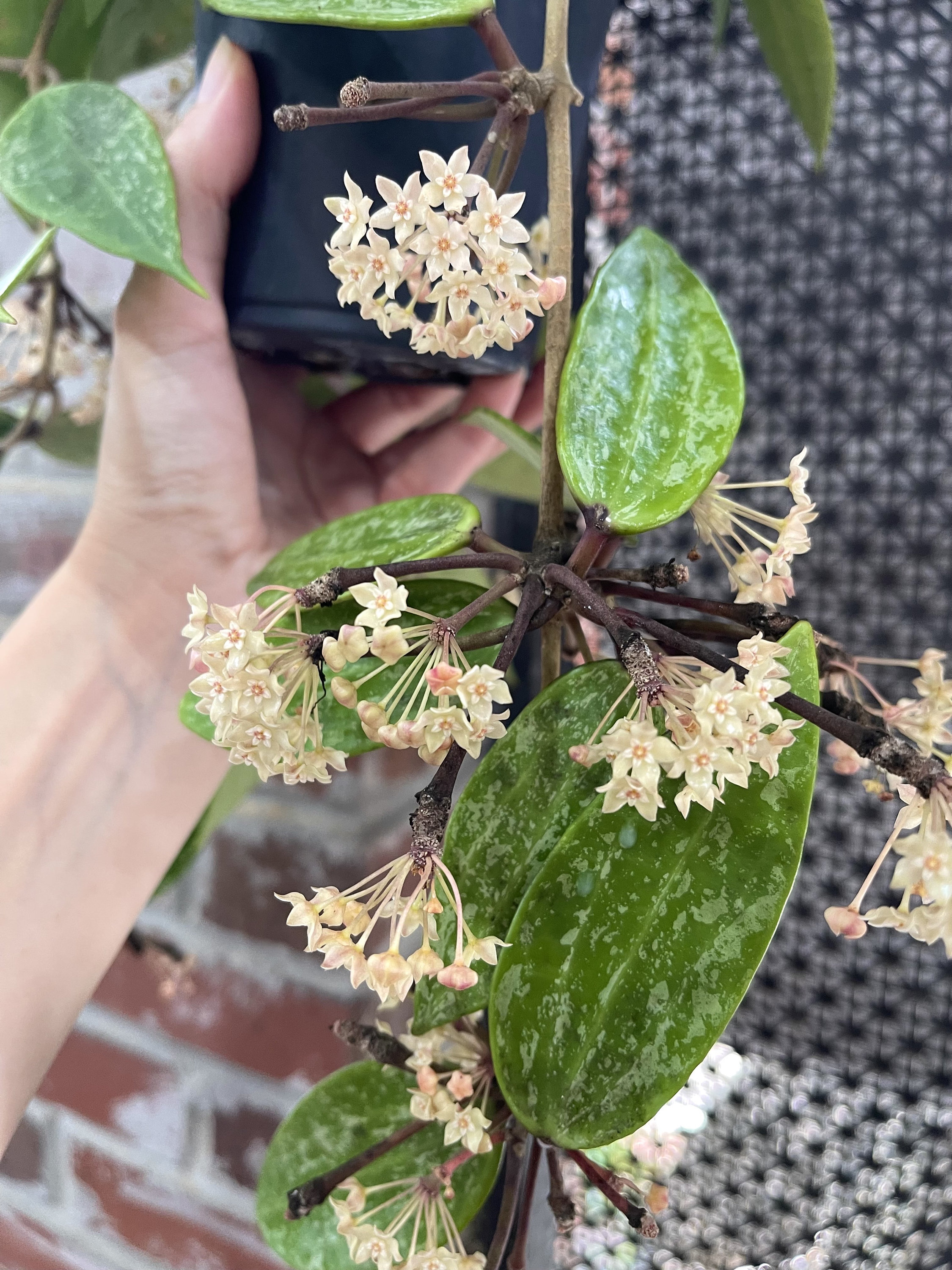 ホヤ ランサン シルバー スプラッシュ |希少な保谷植物 - Etsy 日本