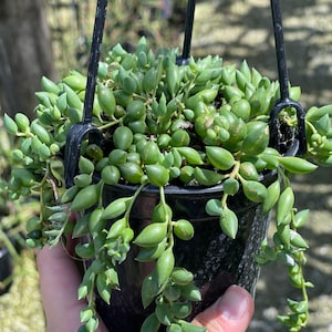 Sznur łez | Senecio Herreanus