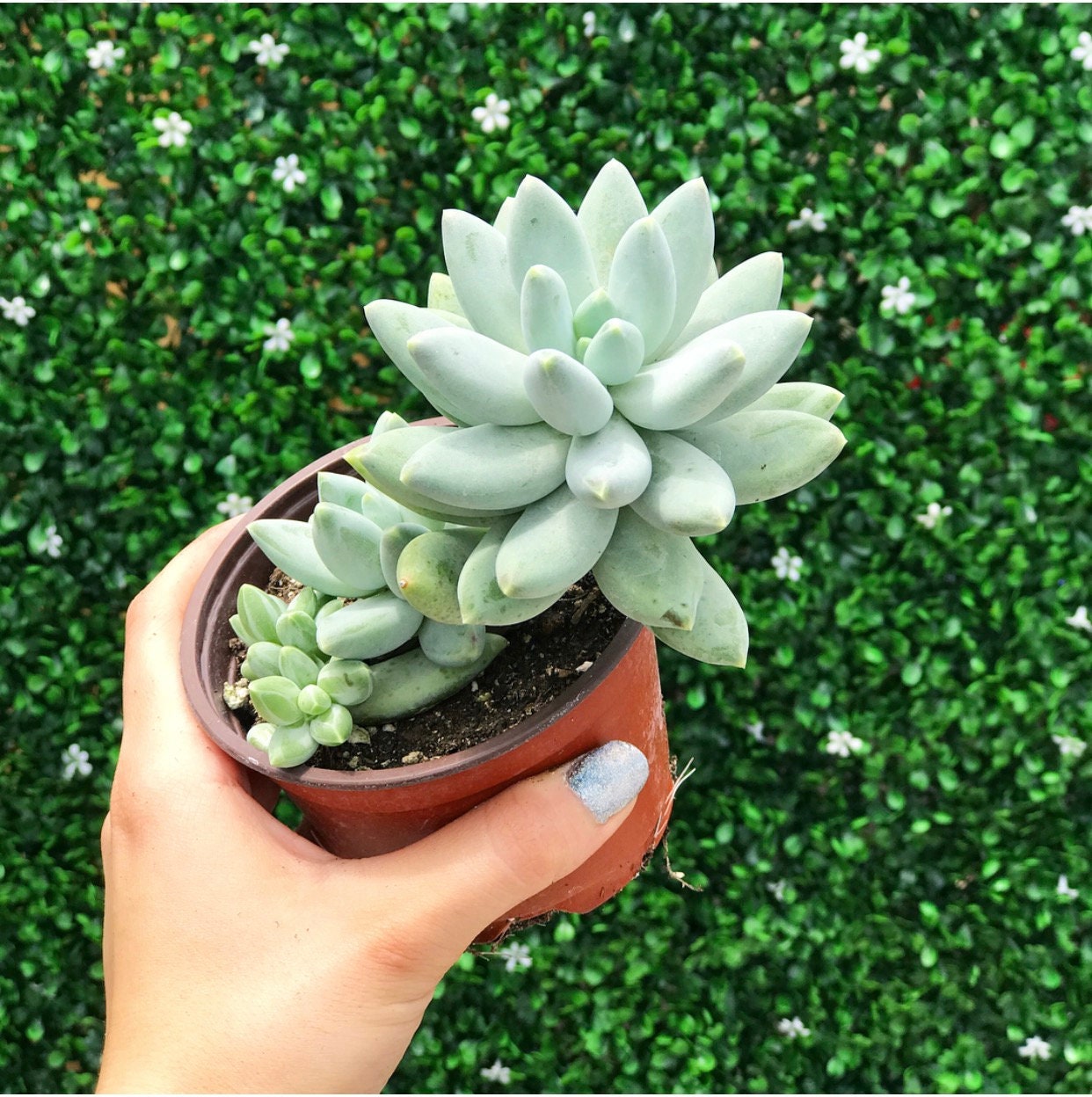 Pachyphytum Bracteosum L Succulent - Etsy