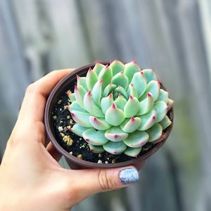 Echeveria Tippy l Succulent
