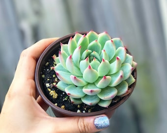 Echeveria Tippy l Succulent