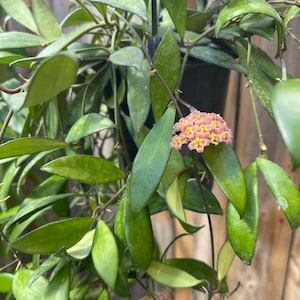 Hoya Bilobata RARE image 2