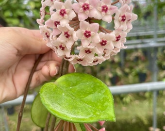 Hoya Carnosa Chelsea | Heart Shaped Hoya Plant