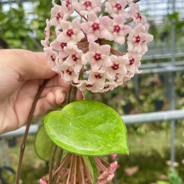 Hoya Carnosa Chelsea | Heart Shaped Hoya Plant