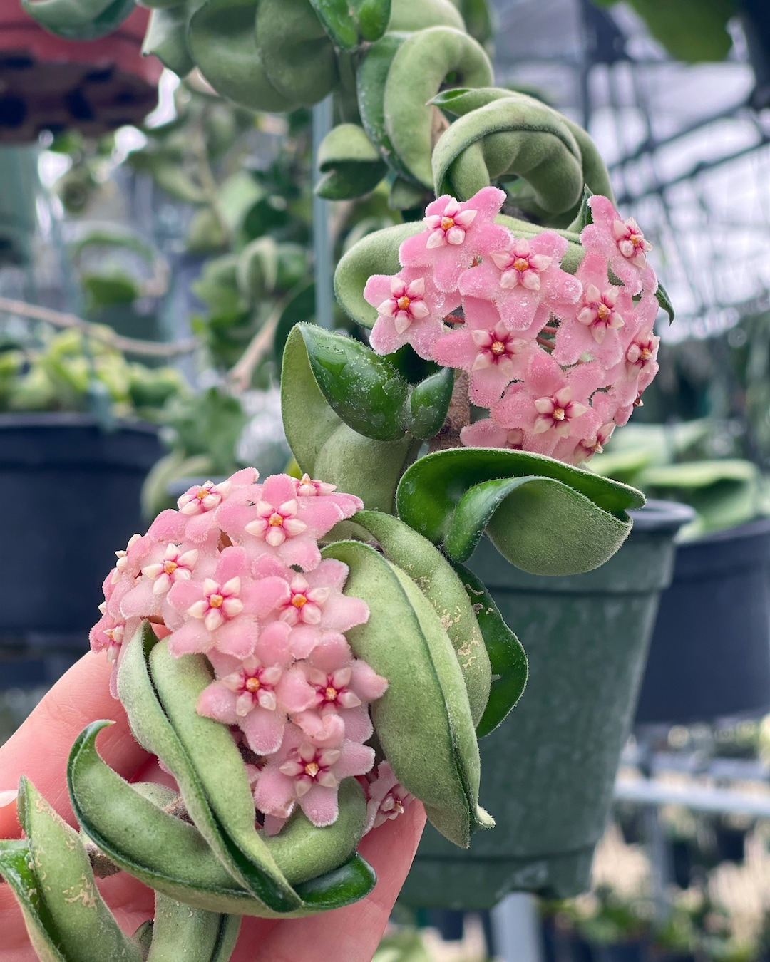 image.title Hoya Compacta hindu Rope Rare Hoya Plant - Etsy