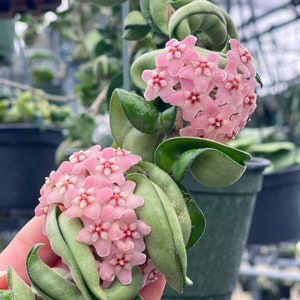 Hoya Compacta Hindu Rope Rare Hoya Plant image 1