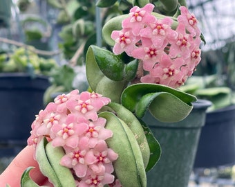 Hoya Compacta (Hindu Rope) | Rare Hoya Plant