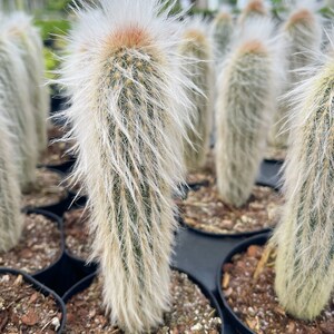 Old Man Cactus Cephalocereus Senilis image 5