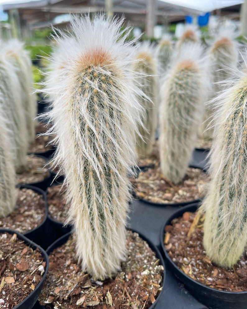 Old Man Cactus Cephalocereus Senilis image 5