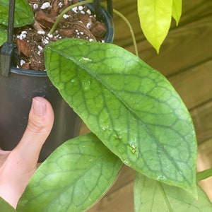 Hoya Vitellinoides | Very RARE | Live Hoya Plant