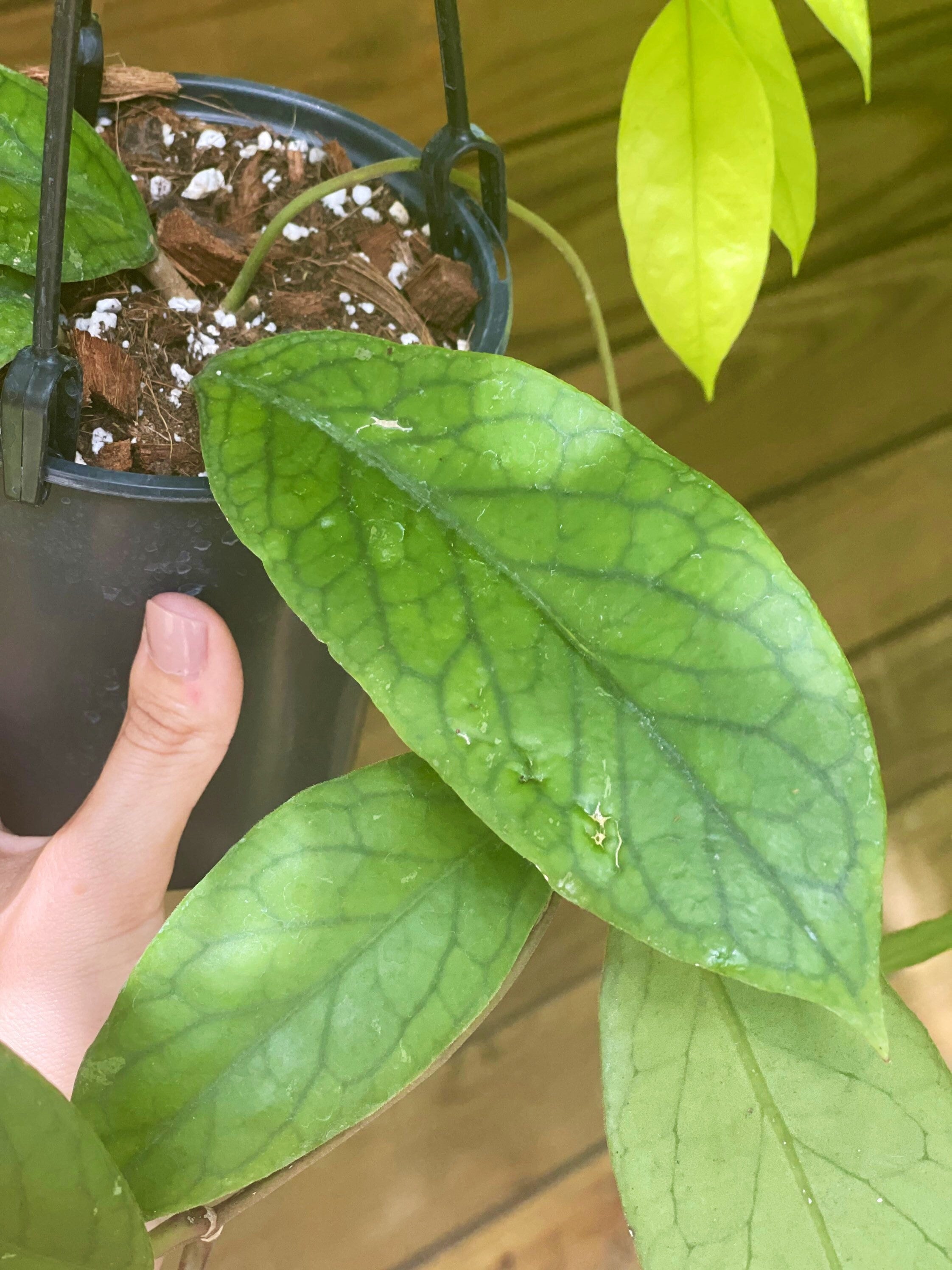 Hoya vitellinoides (4″ pot) (over-sized) – Gardino Nursery
