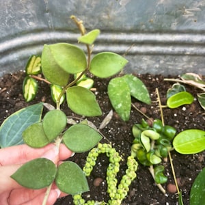 Hoya Cuttings Bundle - Unrooted Random Assortment for Propagation