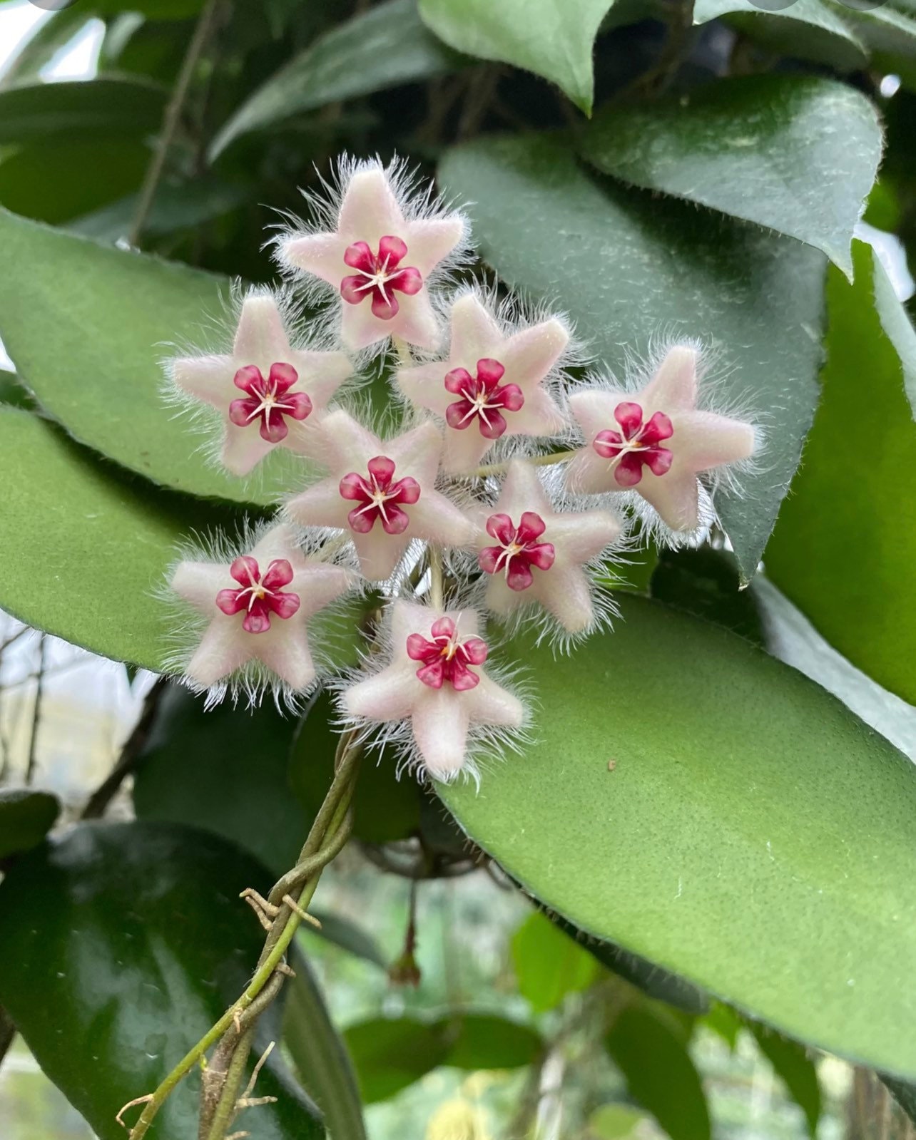 Hoya Caudata Sumatra | Rare Hoya - Etsy