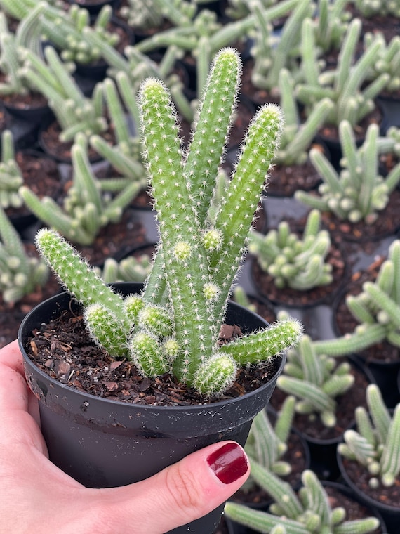 Peanut Cactus | Echinopsis Chamaecereus - Etsy