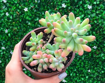 Sedum Pachyphyllum l Succulent