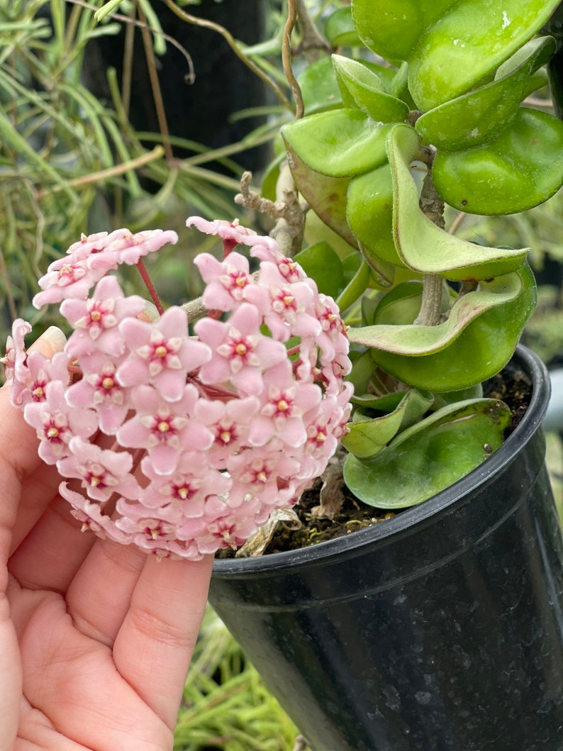 Hoya Compacta Hindu Rope Rare Hoya Plant image 3