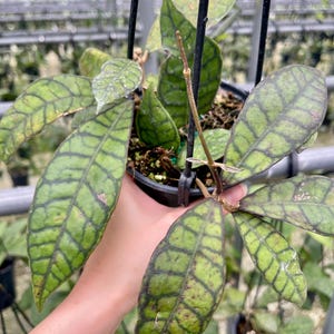 Hoya Callistophylla | Rare Hoya Plant