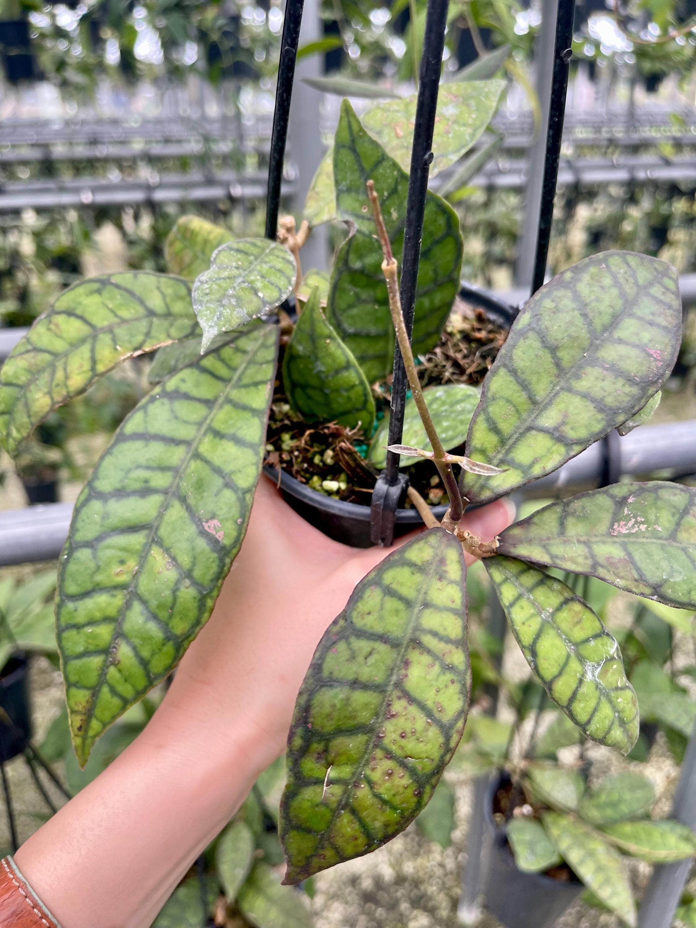 レア　ホヤ　Hoya callistophylla narrow カット Hoya Callistophylla | Rare Hoya Plant - Etsy