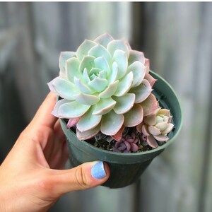 Canadian Echeveria l Succulent