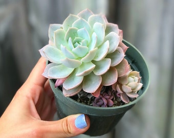 Canadian Echeveria l Succulent