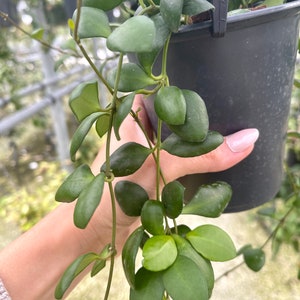 Hoya Heuschkeliana Yellow Rare Hoya Plant image 4