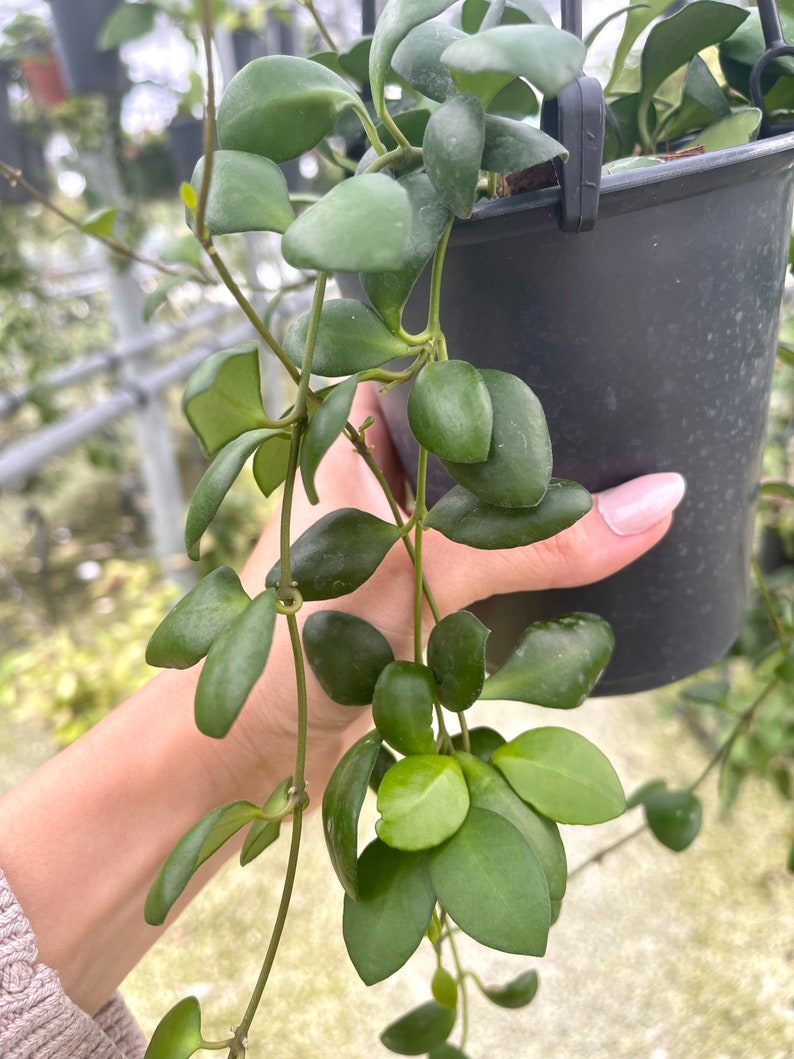 Hoya Heuschkeliana Yellow Rare Hoya Plant image 4