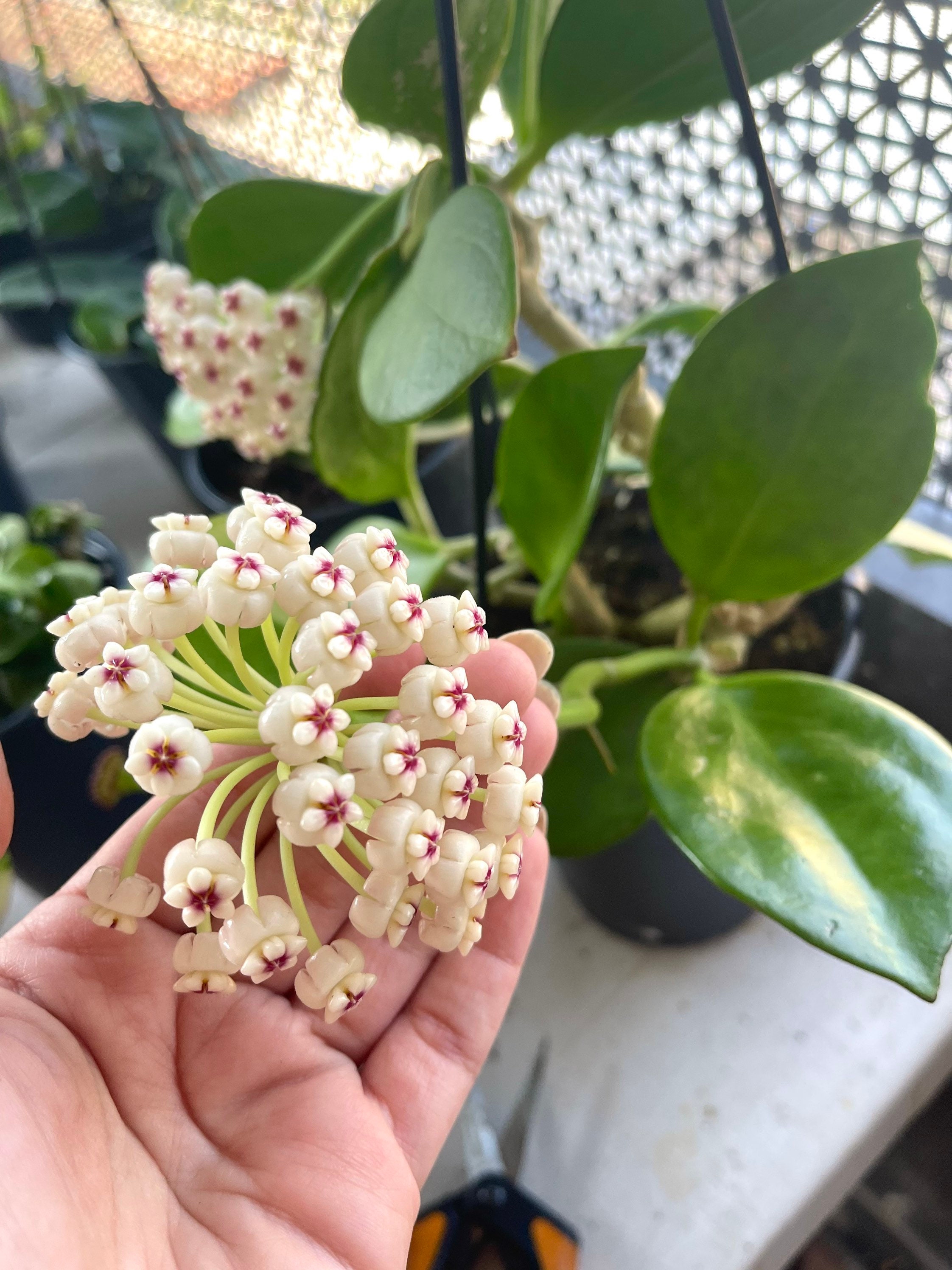 Hoya Pachyclada 'red Corona' | Hoya Subquintuplinervis Hoya Pachyclada 'red Corona' | Hoya Subquintuplinervis