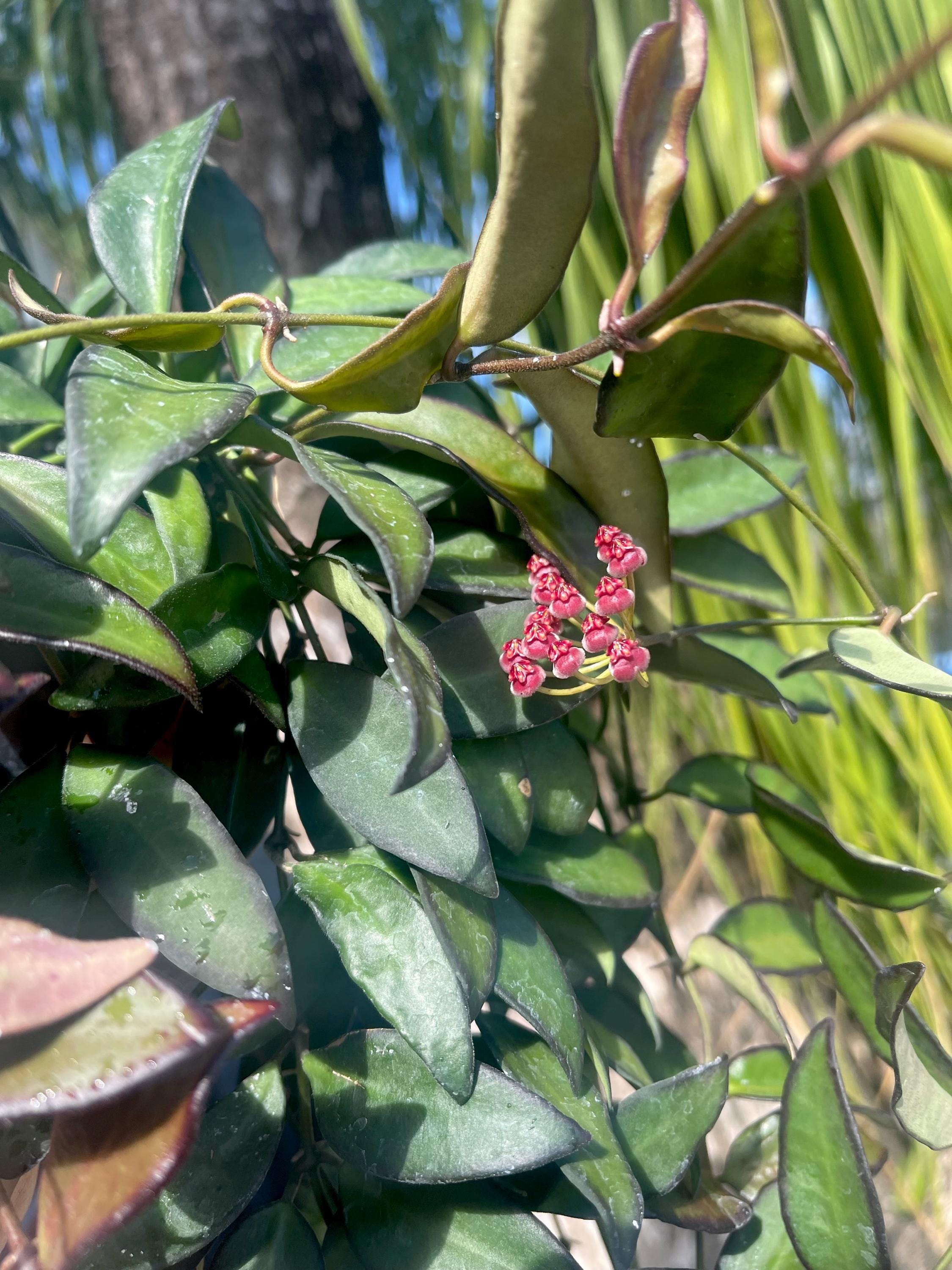 Hoya Rosita | RARE Hoya Plant - Etsy
