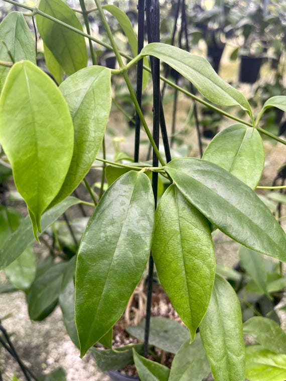 Hoya Buotii | RARE Hoya Plant - Etsy Israel