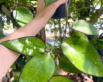 philodendron quad color Philodendron 'Painted Lady' | Indoor Plant | Tropical Plant