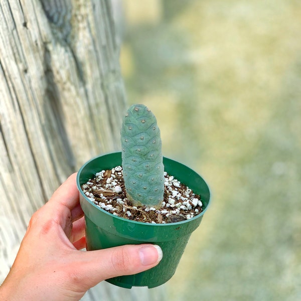 Pine Cone Cactus | Tephrocactus Articulatus Inermes