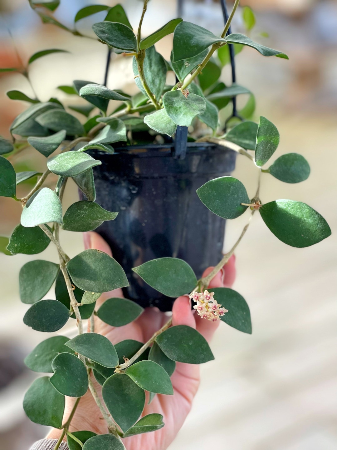 Hoya Nummularioides | RARE - Etsy Israel
