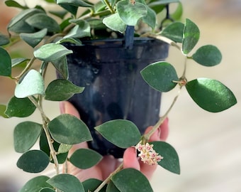 Hoya Nummularioides | RARE