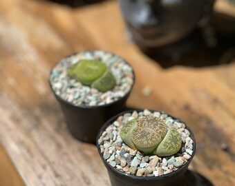 Lithops | Living Stone Plant | RARE