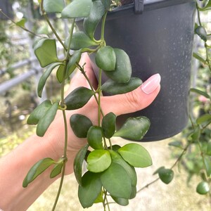 Hoya Heuschkeliana Yellow Rare Hoya Plant image 2