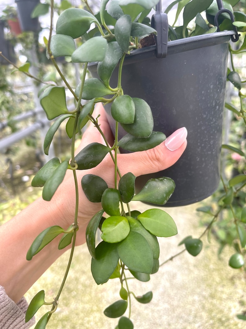 Hoya Heuschkeliana Yellow Rare Hoya Plant image 2