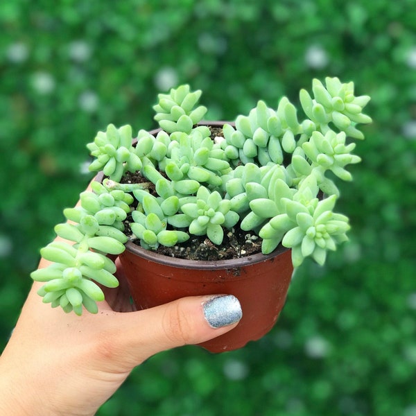 Sedum Burrito l Succulent | Donkey Tail