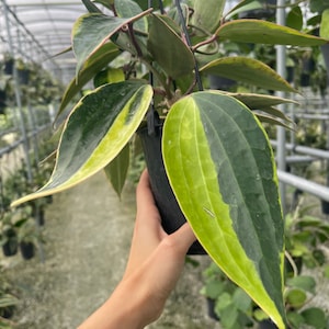 May include: A variegated Philodendron Birkin houseplant with green and yellow leaves in a black hanging pot.