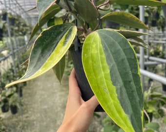 Hoya Latifolia Albomarginata | Hoya Macrophylla Albomarginata | Variegated | Rare