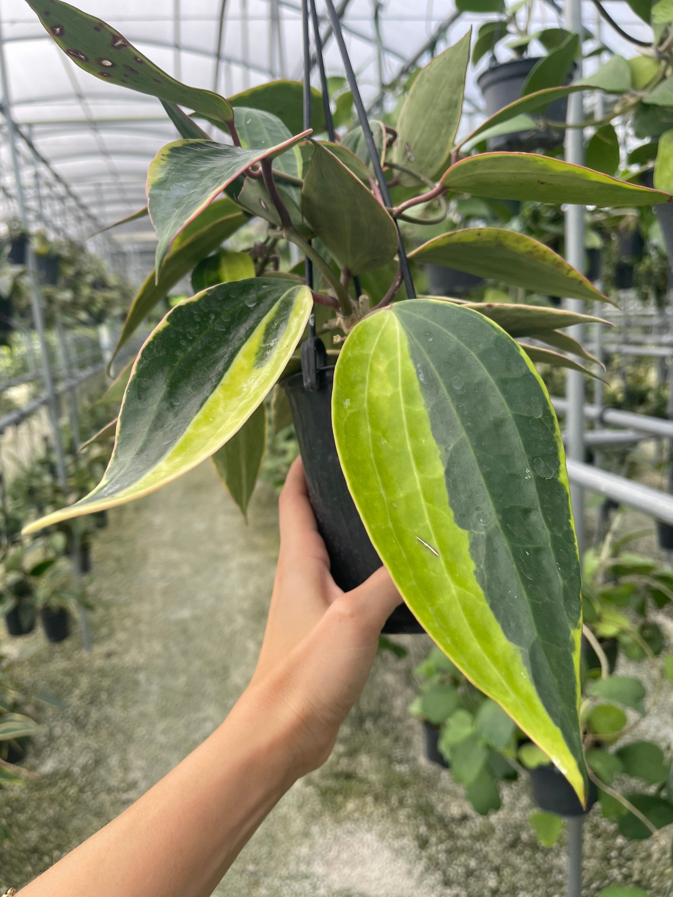Hoya Latifolia Albomarginata | Hoya Macrophylla Albomarginata