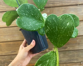 Hoya Kerrii Splash | Rare Hoya Plant