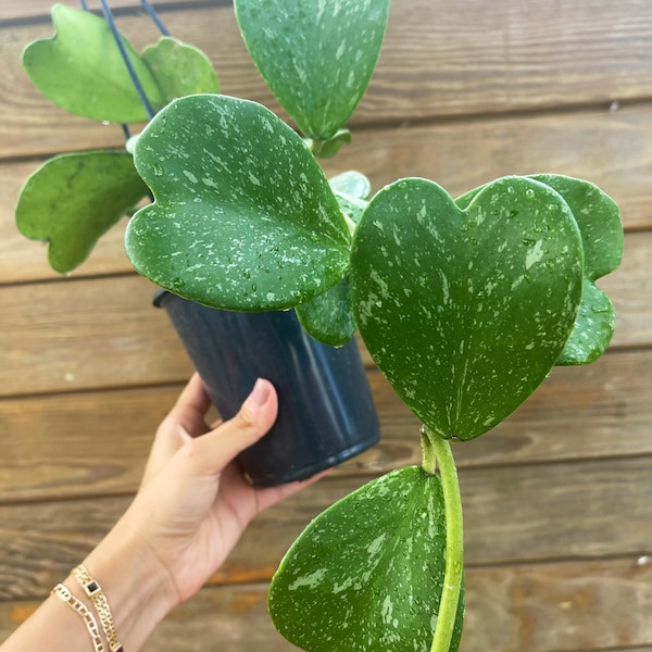 Hoya Kerrii Splash | Rare Hoya Plant